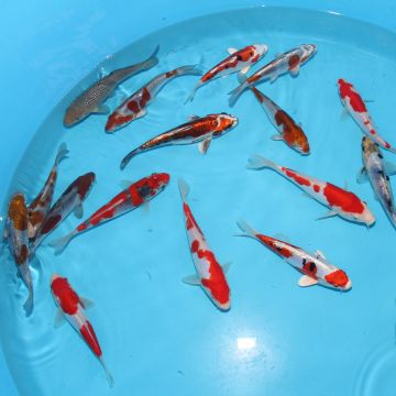 Koi Japon Tosai Mix HQ 15-17 éleveur Kase 