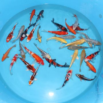 Koi Japon Kumonryu 15-17 cm éleveur Takatatsu