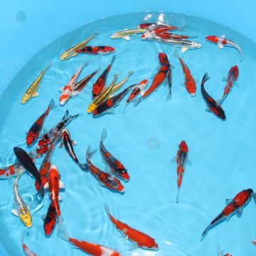 Koi Japon Kumonryu 15-17 cm éleveur Takatatsu