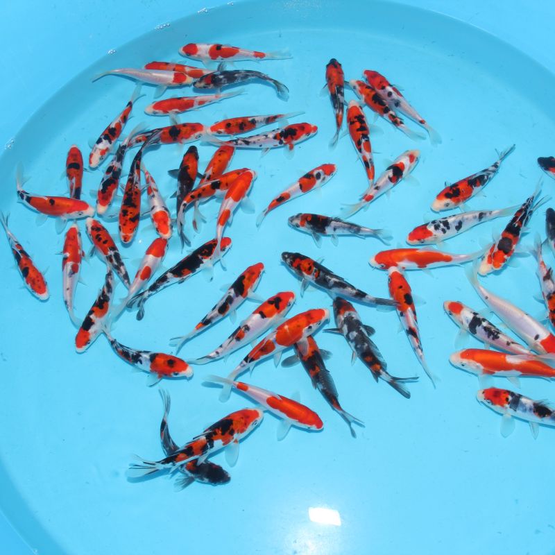 Koi Japon Tosai Doistu Gosanke 12-15 cm éleveur Shinoda 