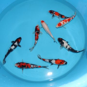 Koi Japon Kumonryu 15-17 cm éleveur Takatatsu