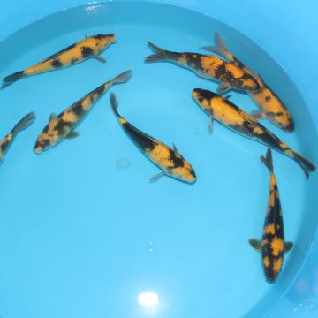 Koi Japon Kumonryu 15-17 cm éleveur Takatatsu