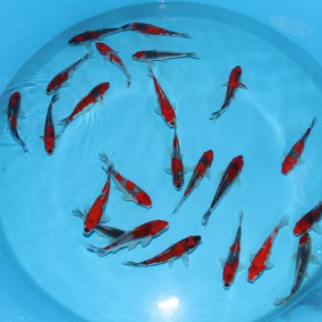 Koi Japon Kumonryu 15-17 cm éleveur Takatatsu