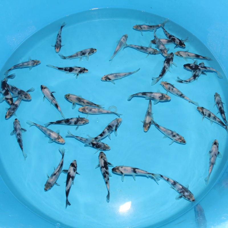 Koi Japon Kumonryu 15-17 cm éleveur Takatatsu