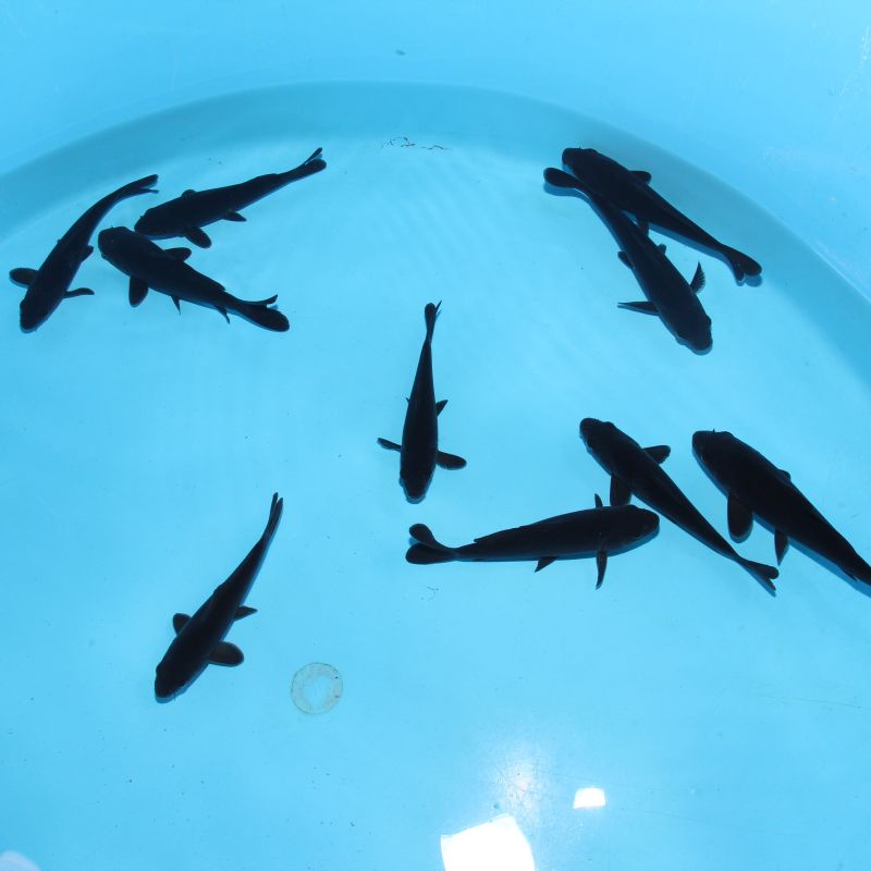 Koi Japon Tosai Karasugoi HQ (rouge en dessous) 14-17 cm 