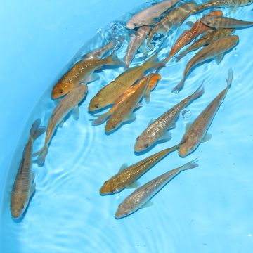 Koi Japon Kumonryu 15-17 cm éleveur Takatatsu