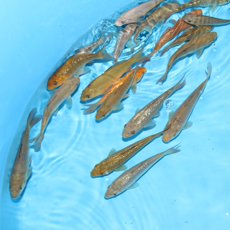 Koi Japon Kumonryu 15-17 cm éleveur Takatatsu