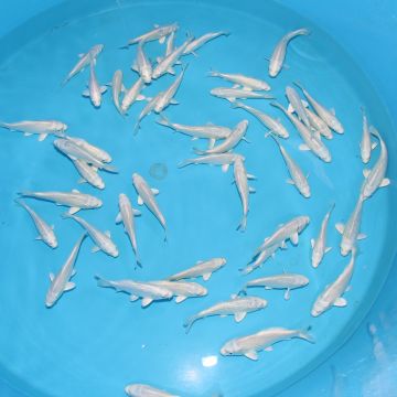 Koi Japon Tosai Purachina 13-15 cm éleveur Kaneko 