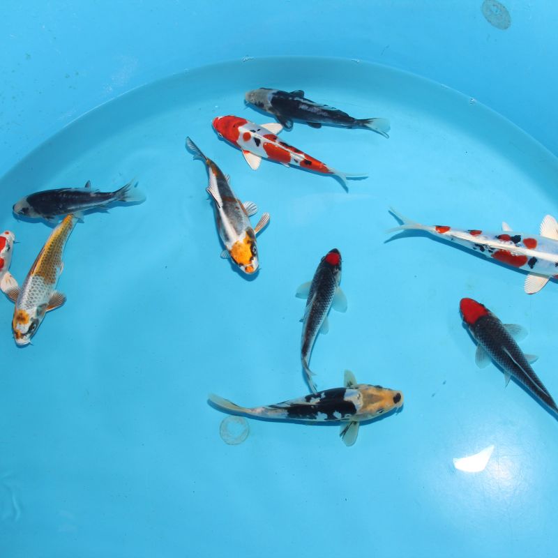 Koi Japon Kumonryu 15-17 cm éleveur Takatatsu