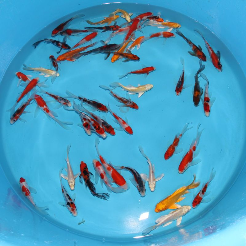 Koi Japon Tosai Mix Voilées 15-17 cm éleveur Suda 