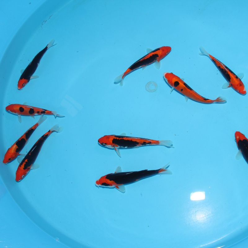 Koi Japon Tosai Beni Kumonryu HQ 15-18 cm éleveur Himitsu 