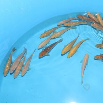 Koi Japon Kumonryu 15-17 cm éleveur Takatatsu