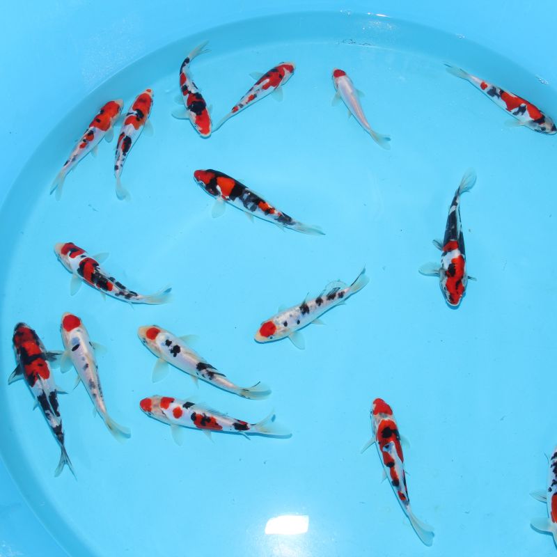 Koi Japon Kumonryu 15-17 cm éleveur Takatatsu