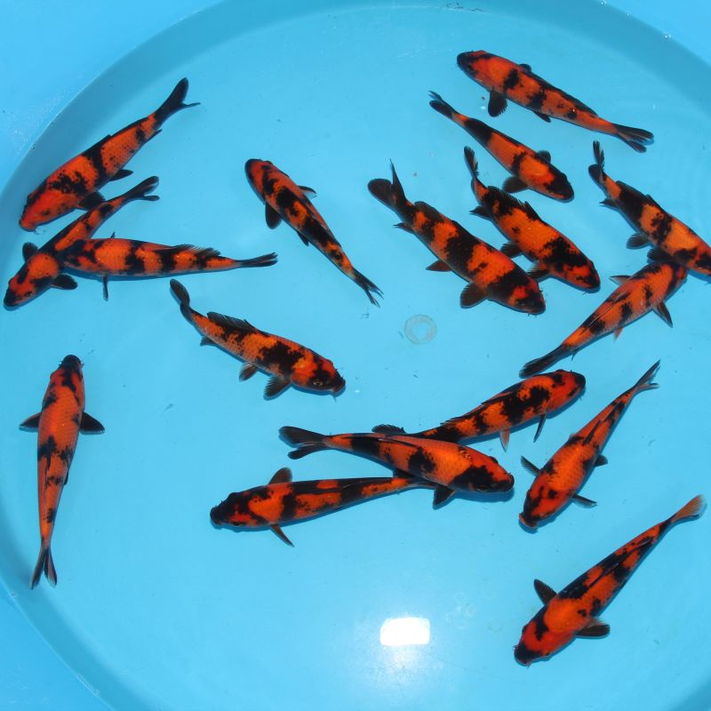 Koi Japon Kumonryu 15-17 cm éleveur Takatatsu