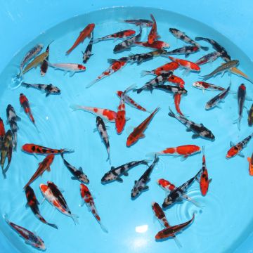 Koi Japon Kumonryu 15-17 cm éleveur Takatatsu