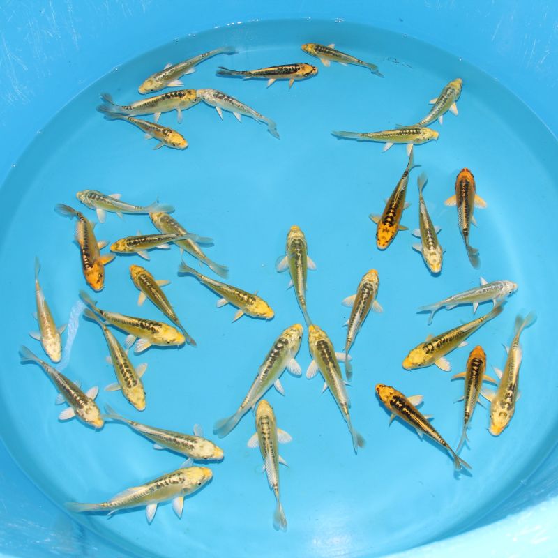 Koi Japon Kumonryu 15-17 cm éleveur Takatatsu