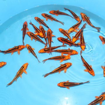 Koi Japon Kumonryu 15-17 cm éleveur Takatatsu