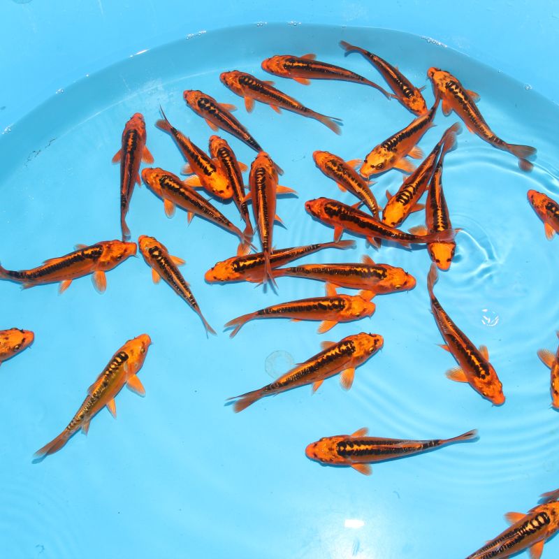 Koi Japon Kumonryu 15-17 cm éleveur Takatatsu