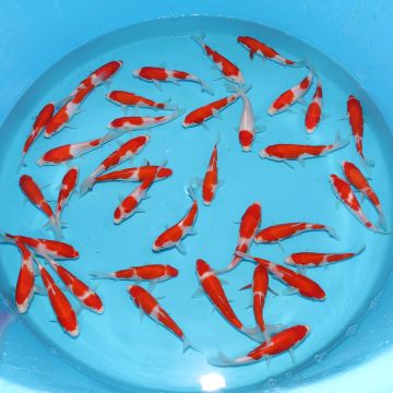 Koi Japon Tosai Kohaku 16-18 cm éleveur Hirasawa