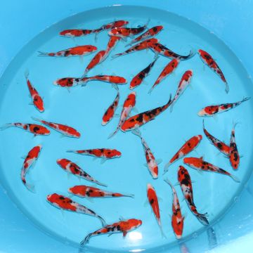 Koi Japon Tosai Sanke 16-18 cm éleveur Hirasawa 