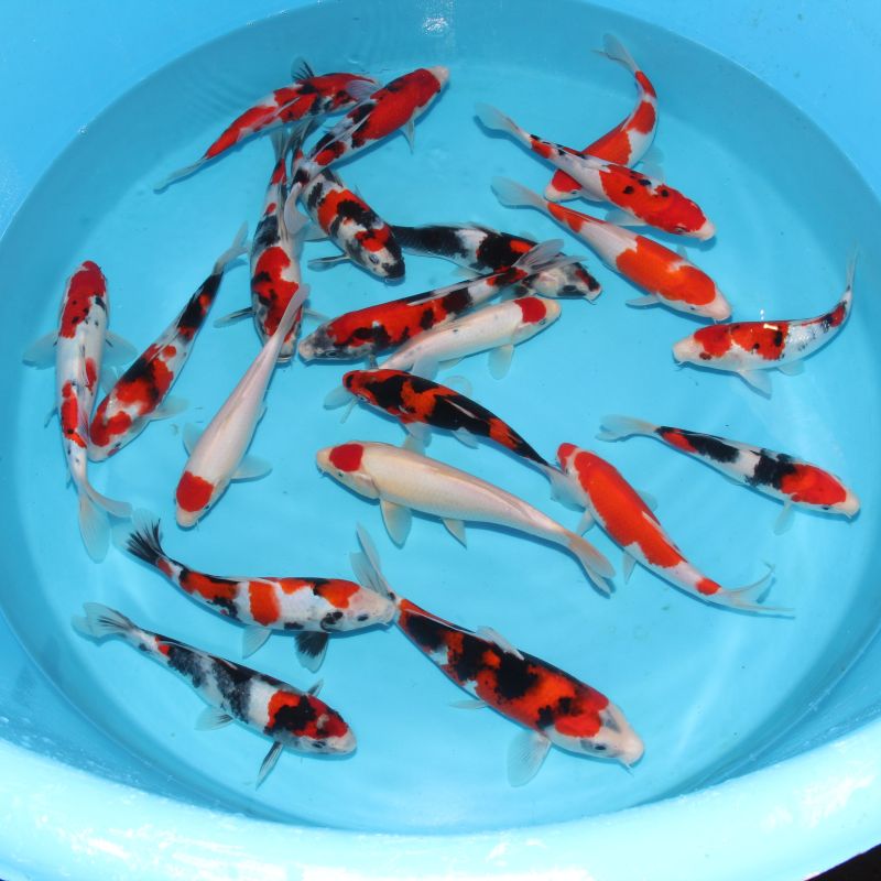Koi Japon Kumonryu 15-17 cm éleveur Takatatsu
