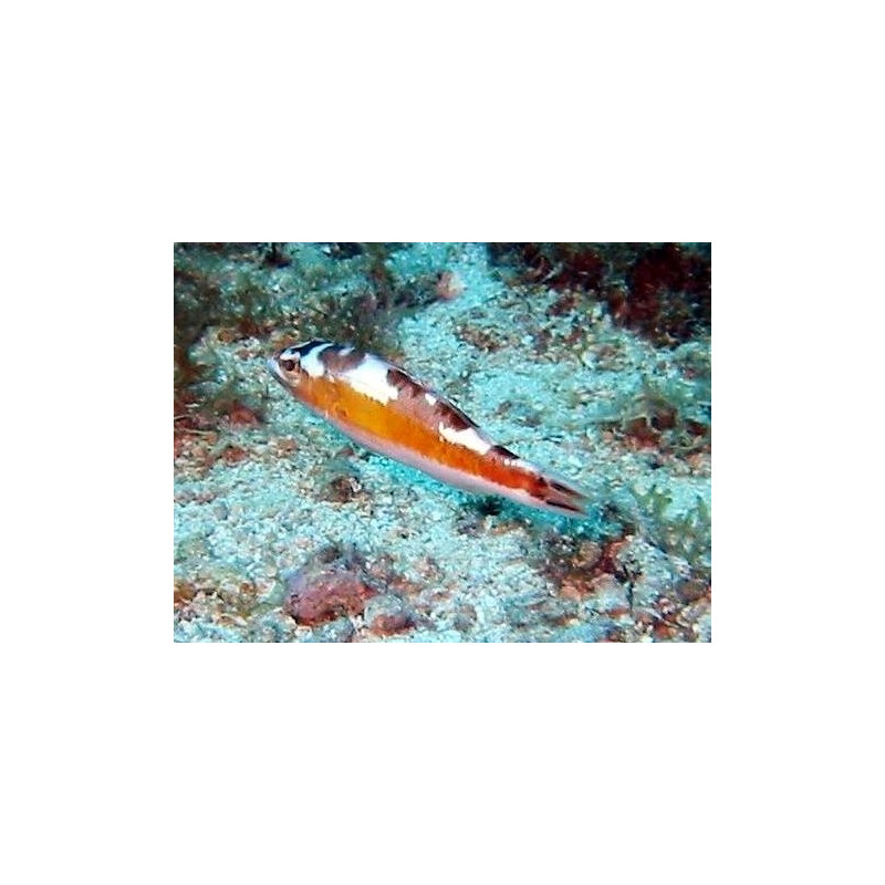 Serranus tabacarius : 3-4 cm