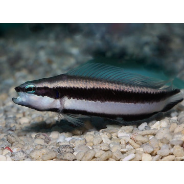 Pseudochromis sankeyi 4-5 cm