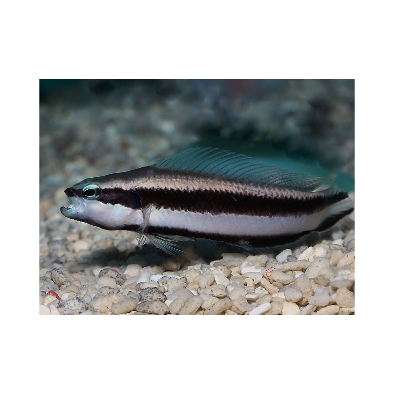 Pseudochromis sankeyi 4-5 cm