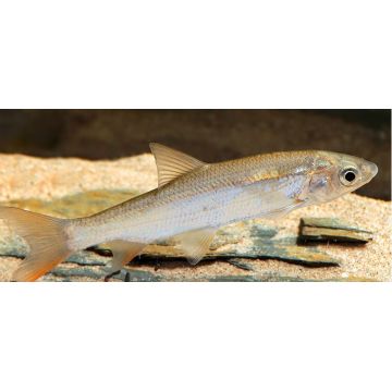 Tamasaba / Sabao 4-5cm lot de 2