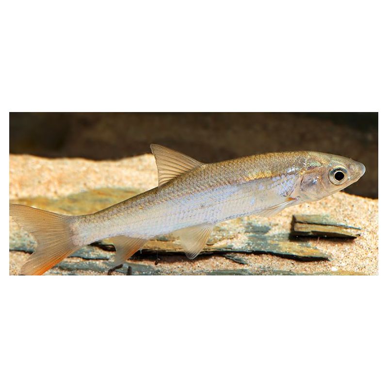 Tamasaba / Sabao 4-5cm lot de 2