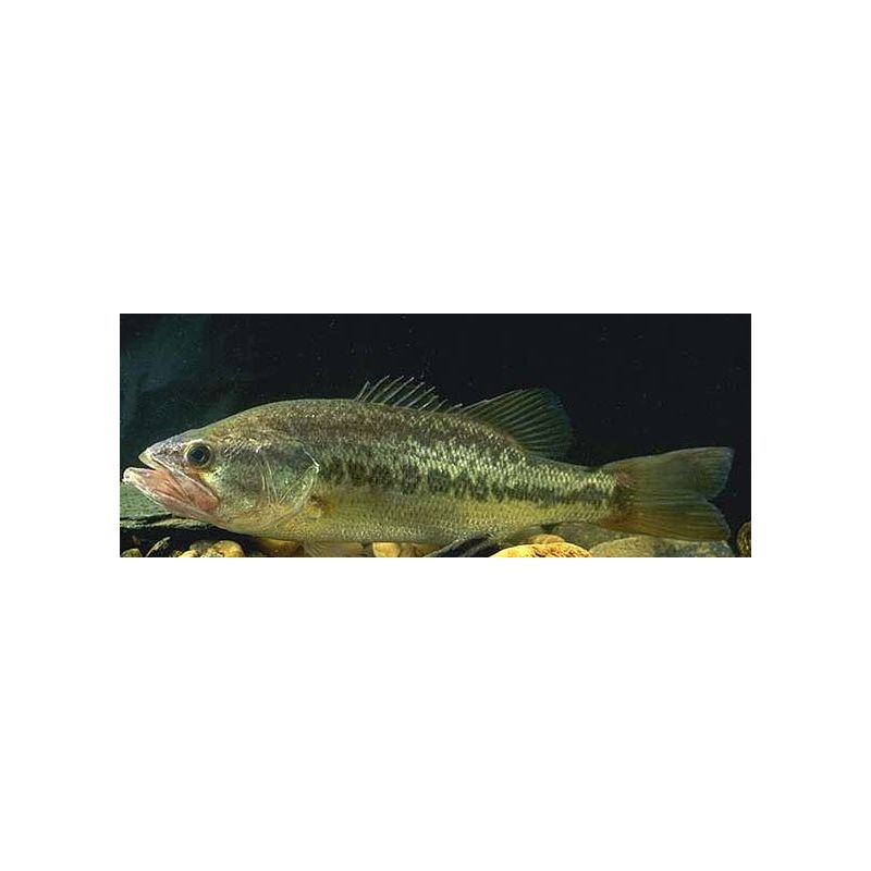 Tamasaba / Sabao 10-12cm