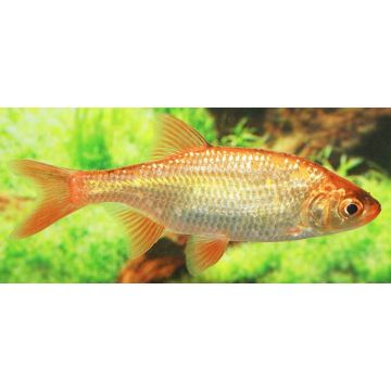 Tamasaba / Sabao 4-5cm lot de 2