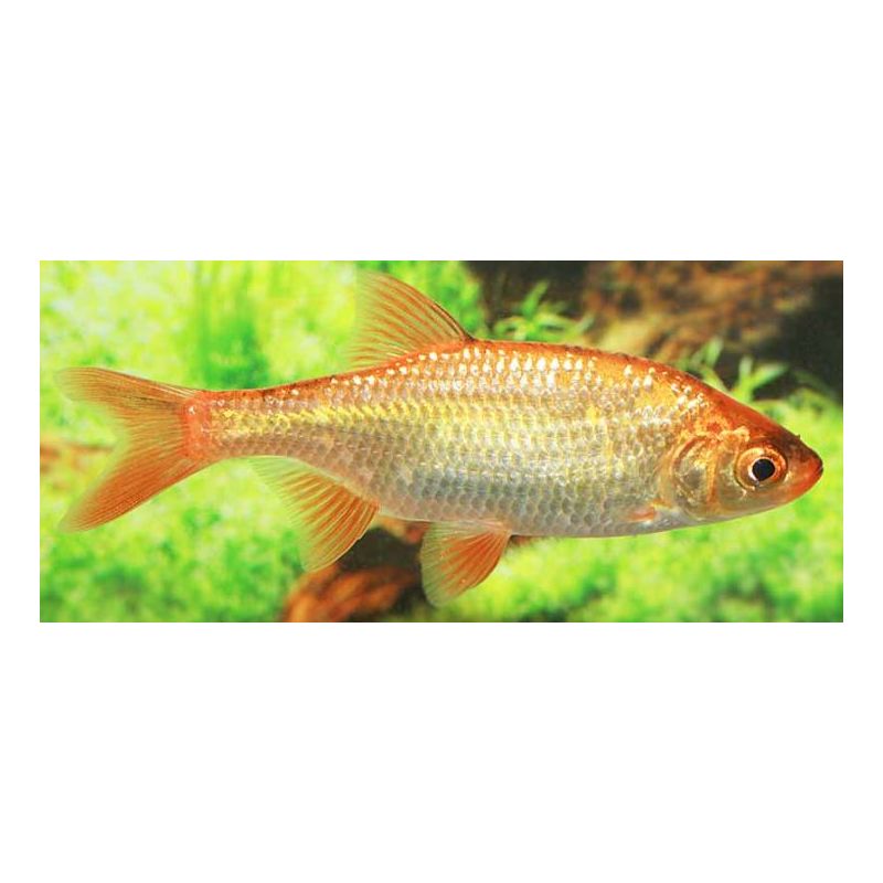Tamasaba / Sabao 4-5cm lot de 2