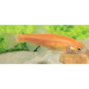 Tamasaba / Sabao 4-5cm lot de 2