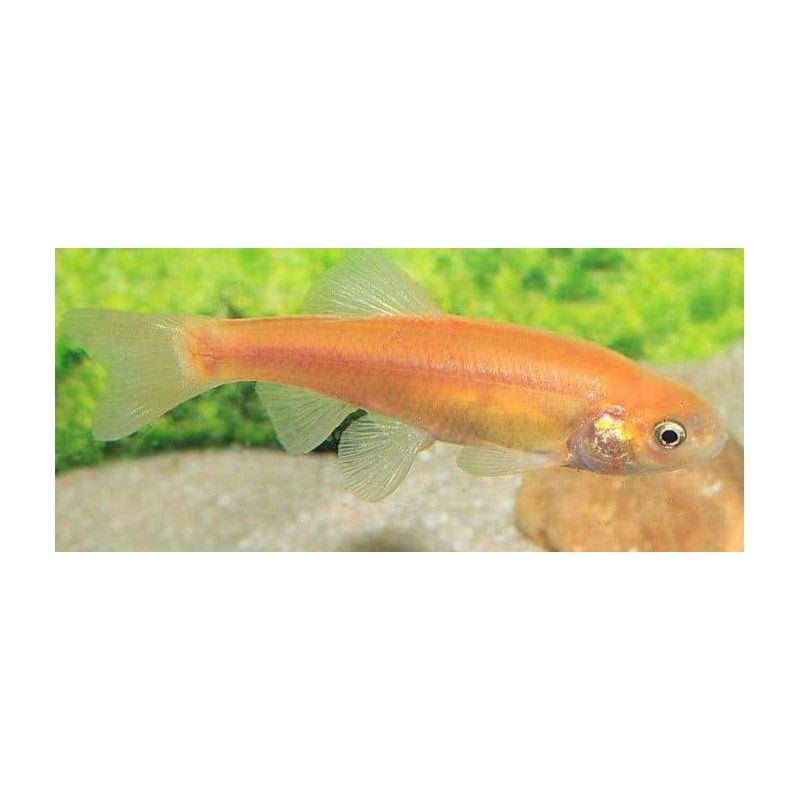 Tamasaba / Sabao 4-5cm lot de 2