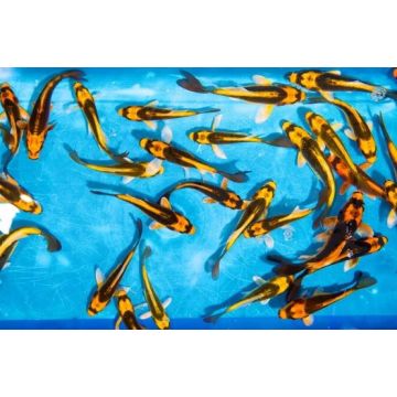 Koi Israël Ghost 12-15cm 5,50 € Poissondor