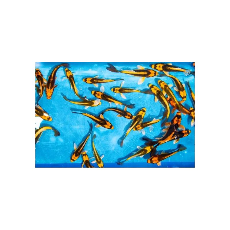 Koi Israël Ghost 12-15cm 5,50 € Poissondor