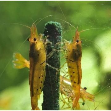 GlasGarten Shrimp Lollies – Algae Sticks 8pcs