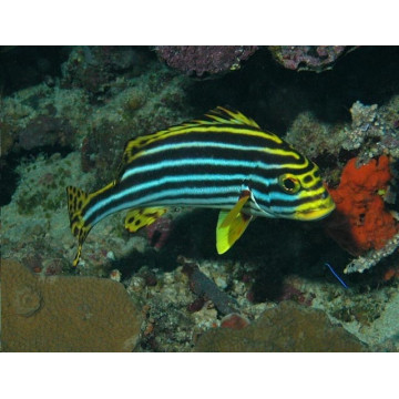 Plectorhinchus orientalis : 10 à 15 cm