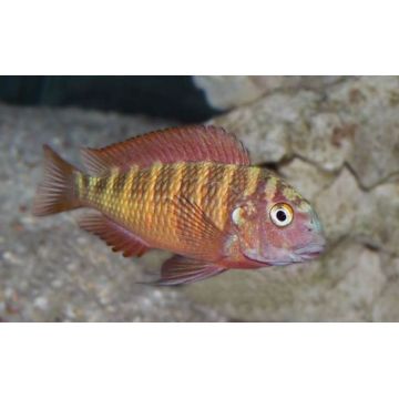 Tropheus Moorii Moliro