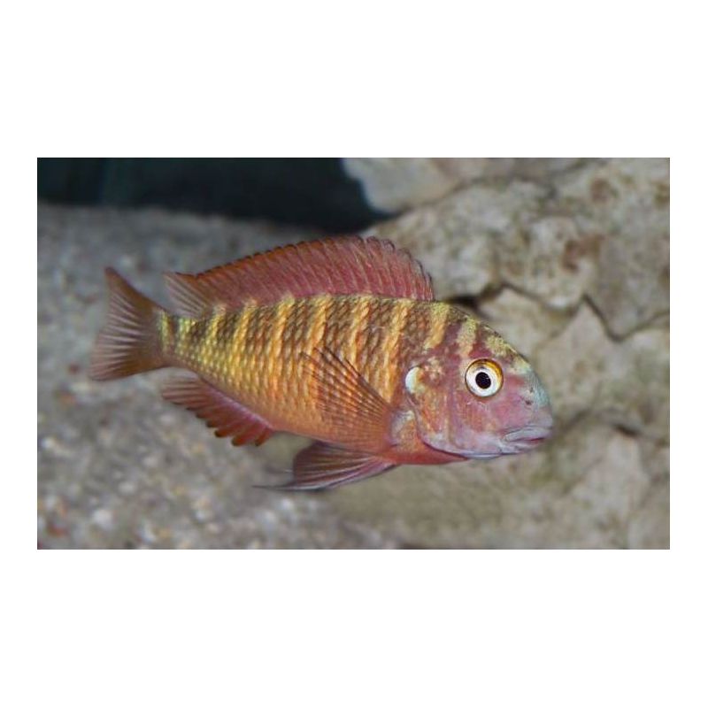 Tropheus Moorii Moliro