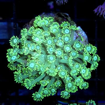 Goniopora select 5-6 cm