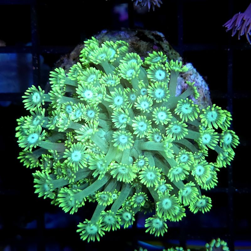 Goniopora tenuidens vert 8-10 cm