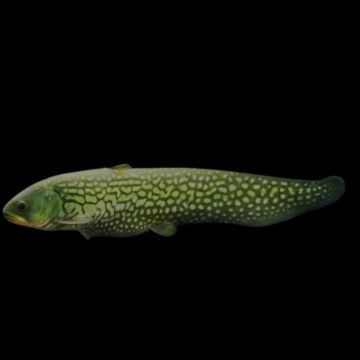Papyrocranus Afer 15-18 cm