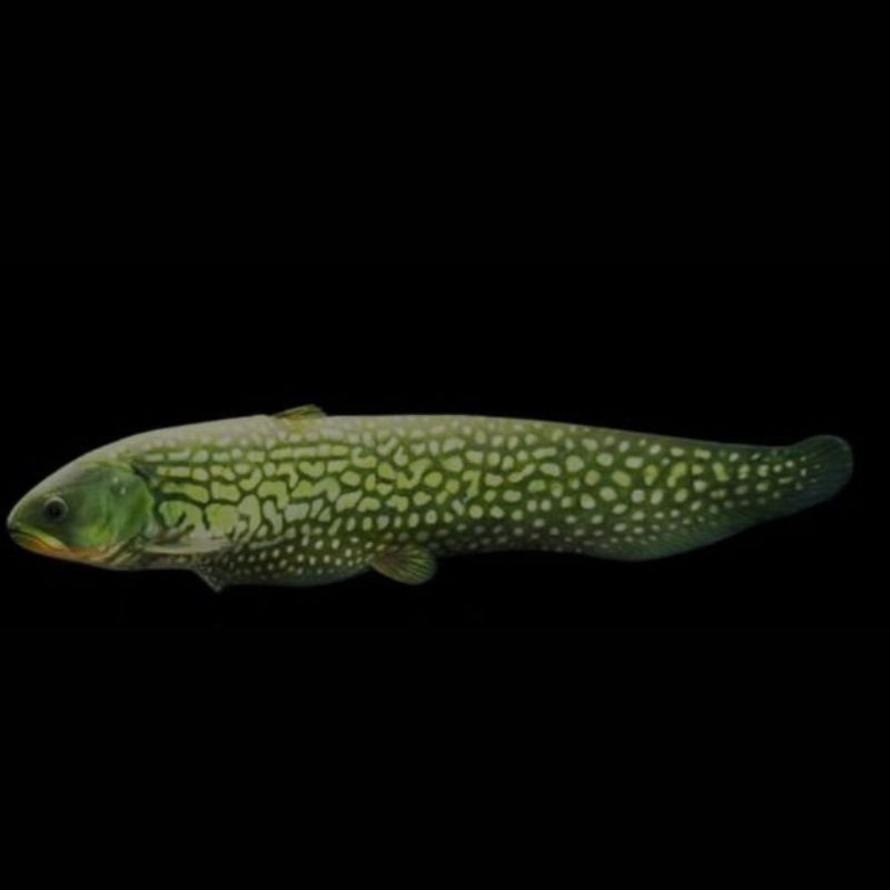 Papyrocranus Afer 15-18 cm