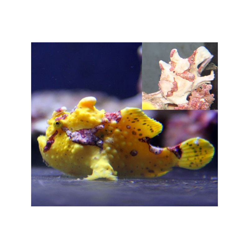 Antennarius pictus jaune 5-7 cm Antennarius pictus jaune 5-7 cm