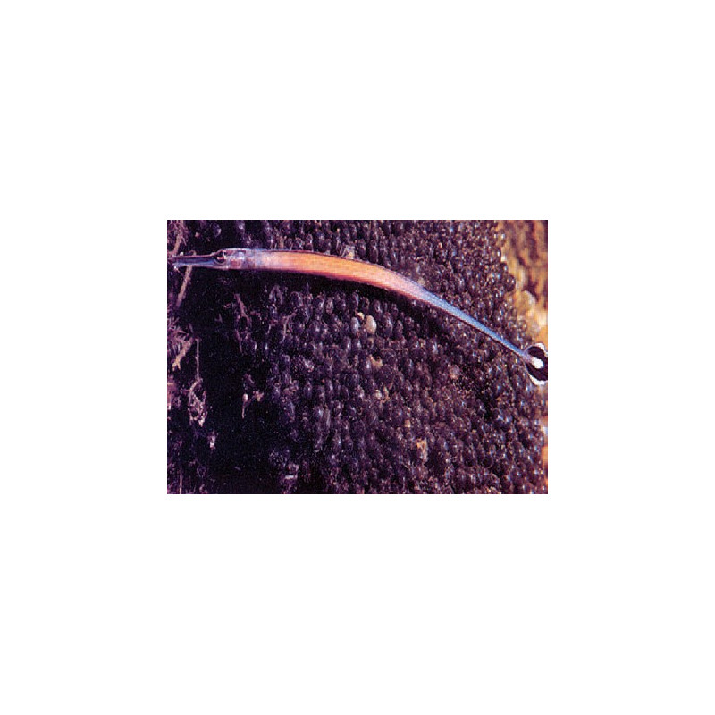 Doryrhamphus Janssi : 7 à 10 cm Doryrhamphus Janssi : 7 à 10 cm