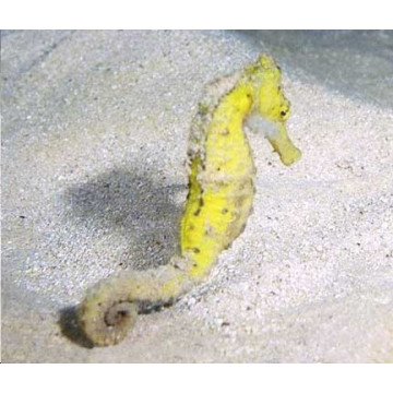 Hippocampe Erectus jaune d’elevage 6-8 cm