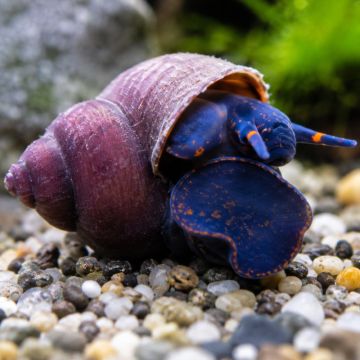 Notopala Sp Blueberry