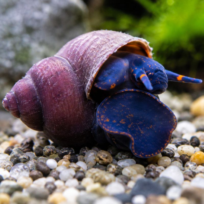 Notopala Sp Blueberry